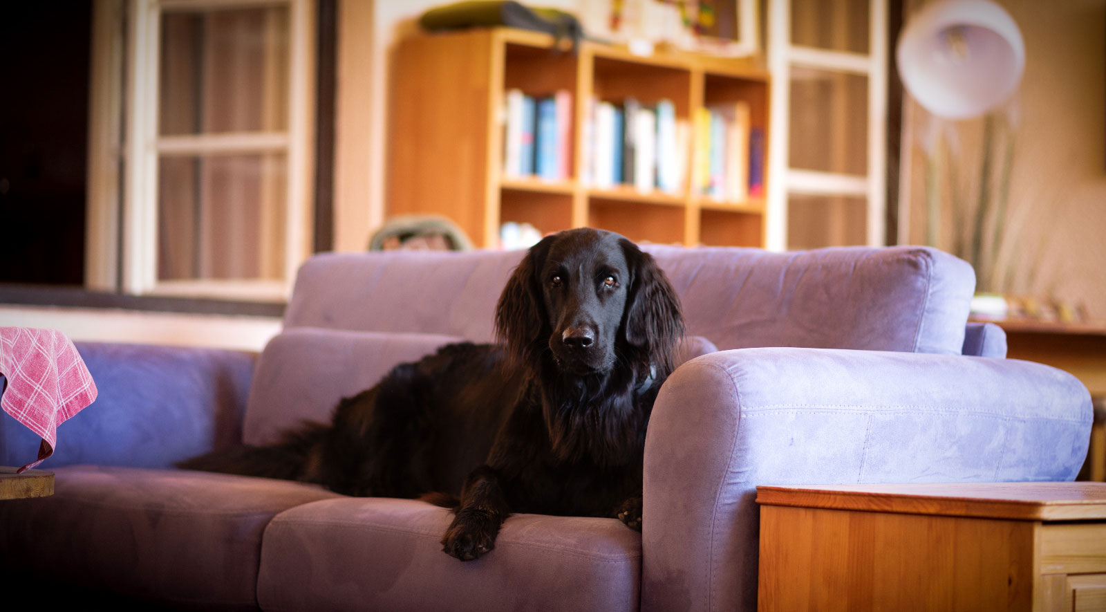 Urlaub mit Hund in der Steiermark