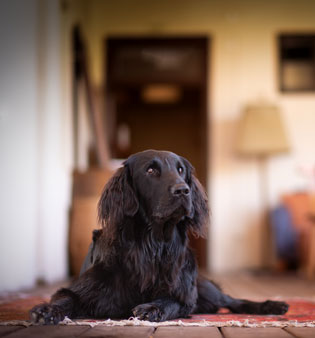 Urlaub mit Hund in der Steiermark