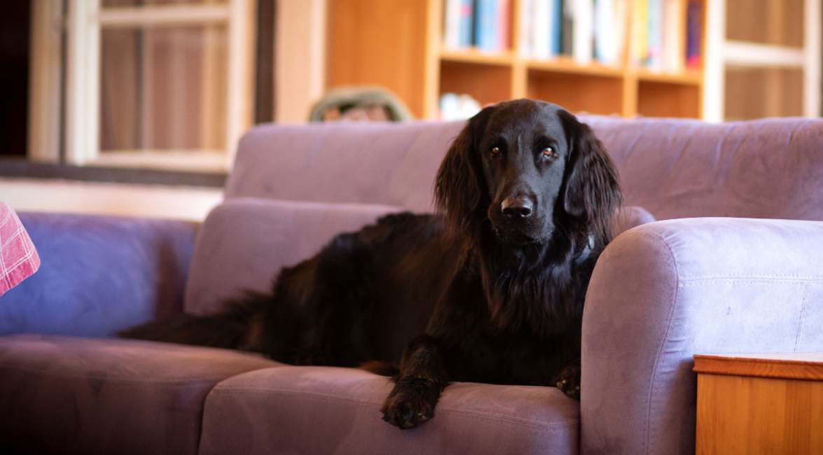 hundefreundlicher Urlaub in der Obersteiermark